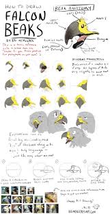 Tutorial How To Draw Falcon Beaks Bird Drawings Drawings Art Reference Poses