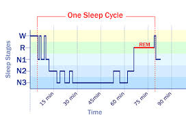 Diagram Of Sleep Cycles Catalogue Of Schemas