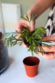 Image result for Actiniopteris semiflabellata