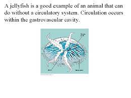 Circulation Except For The Smallest Simplest Multicellular Animals