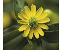 Image result for foto Vitálka