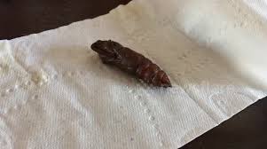 Maybe you would like to learn more about one of these? Newsflare Hornworm Pupa Emerges From Cocoon To Become Giant Sphinx Moth