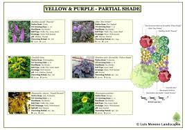Yellow And Purple Partial Shade Garden Plan Luismorenolandscapes Vegetal