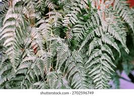 Image result for Hypolepis sparsisora