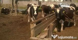 We did not find results for: Vitei Junci Vaci Tauri 1 200 Lei Lajumate Ro