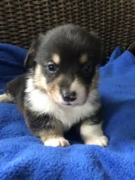 Look at pictures of corgi puppies in wisconsin who need a home. Pembroke Welsh Corgi Puppies For Sale Blair Wi 273717