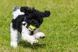 Er bewachte boot, gerät und fang, er roch die fischschwärme und gab den fischern signal. Kind Spass Grun Weiss Ball Gelb Gras Sprung Pudel Schwarz Lustig Jung Spielzeug Hintergrund Spielen Welpe Laufen Natur Haustier Hund Lizenzfreie Fotos Bilder Und Stock Fotografie Image 70307736