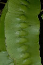 Image result for Entada abyssinica