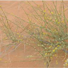 Image result for Limeum