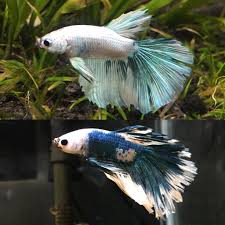 자이언트 베타를 전문적으로 판매 하는 마블 자이언트 베타 입니다. My Betta S 1 5 Month Transformation Sooo Awesome Aquariums