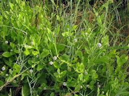 Image result for Sphaeranthus gomphrenoides
