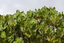 Image result for Montrichardia linifera