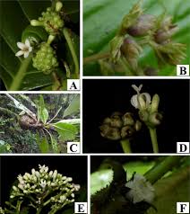 Image result for Ixora longipedunculata