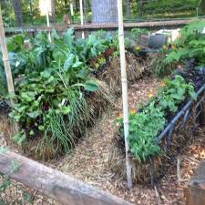 When setting up the straw bale garden, put the bales with the cut side facing up. Benefits Of Straw Bale Gardening Hacks And How To Gardensall