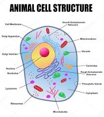 This animal cell diagram doesn't represent any particular animal cell, it provides insight into the primary organelles and the internal structure of the most animal it's a very simple way to distinguish between animal and plant cell diagrams just by having look at the presence or absence of a cell wall. What Is The Correct Diagram Of Plant And Animal Cell Quora Animal Cell Animal Cell Structure Animal Cell Organelles