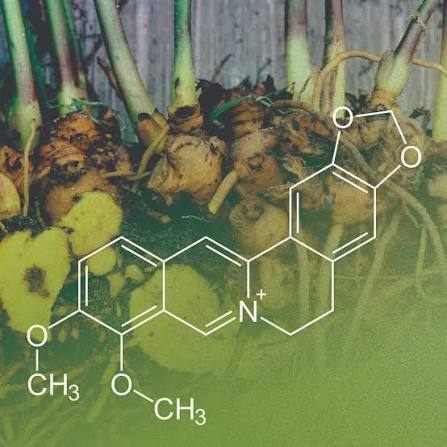 In the News: Berberine | NCCIH