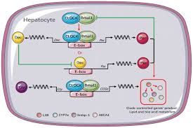 An Impaired Hepatic Clock System Effects Lipid Metabolism In