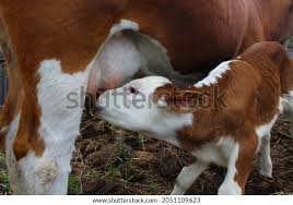 44,900 imágenes de Vaca ubre - Imágenes, fotos y vectores de stock |  Shutterstock