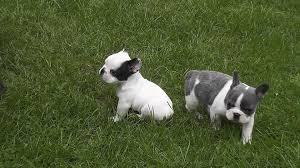 If you find a breeder in missouri or an online advertisement on craigslist advertising a litter of puppies for free. French Bulldog Puppies For Sale Jefferson City Mo 116872
