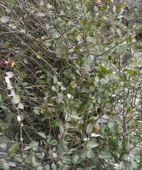 Image result for Pittosporum mildbraedii