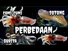 Tulang sotong sendiri sebenarnya bukan tulang melainkan cangkang internal dari sotong itu sendiri. Perbedaan Antara Cumi Cumi Sotong Dan Gurita Youtube