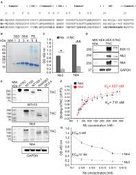 Ideal for fluorescent western blot. Frontiers Novel Human Tenascin C Function Blocking Camel Single Domain Nanobodies Immunology