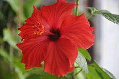 An imperfect, or incomplete, flower is missing one or more of these features. Hibiscus Rosa Sinensis Chinese Hibiscus Shoeblackplant Hawaiian Hibiscus Tropical Hibiscus China Rose Rose Of China S Pfaf Plant Database