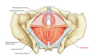 Long, descending from the rectal ampullato the anus. Easy Notes On Perineum Learn In Just 4 Minutes Earth S Lab