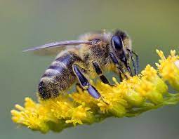 Honey Bee On Goldenrod By Jim Thompson Honey Bee Bee Goldenrod