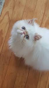 Pin On Exotic Kitten