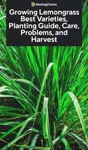 Some, like this spider, can even be beneficial. Growing Lemongrass Best Varieties Planting Guide Care Problems And Harvest