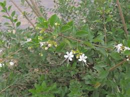 Image result for Volkameria