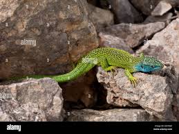 Image result for Lannea virgata