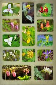 To reach those left in southwest virginia who are not vaccinated but perhaps on the fence about it, health and community leaders are getting creative and taking their efforts straight to this group. 49 Wildflowers Plants Of Southwest Va East Tn Ideas Plants Wild Flowers East Tn