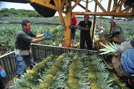 Ubicado en américa central, costa rica es uno de los destinos turísticos más atractivos para muchos en 2021. Costa Rica Pineras Ahorrarian Us 450 Mil Al Ano En Factura Electrica Por Biogas Revista Summa