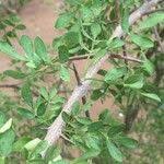 Image result for Rhigozum zambesiacum