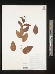 Image result for Gymnosporia maranguensis