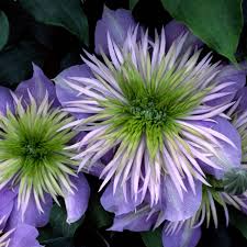 Prolifically flowering, the sumptuous show goes on from late spring through summer, repeating in autumn. Clematis Crystal Fountain Buy Clematis Perennials Online