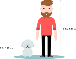 Check spelling or type a new query. Maltese Vs Bichon Frise What S The Difference Dogbuddy Blog