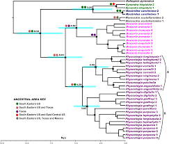 Image result for Achyrospermum carvalhoi