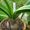 Ergänzung zu amaryllis (ritterstern, hippeastrum hybriden). 1