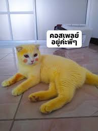 Turmeric is sometimes suggested for use in the treatment of cancers and inflammatory conditions, such as arthritis, in veterinary patients. Turmeric Was Used To Treat A Cat S Fungal Infection And It Accidentally Turned The Cat Into Pikachu