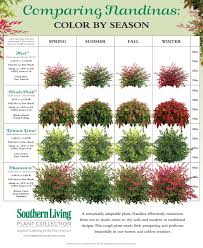 Sizing Up Nandinas Plants Front Yard Landscaping Front Yard Landscaping Design
