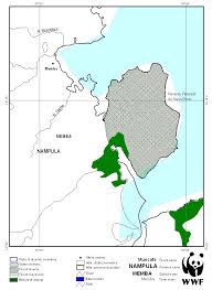 Image result for Drypetes gerrardii