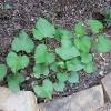 Green leaves are sprouting from a red heart shaped bead depicting that everything grows with love. Https Encrypted Tbn0 Gstatic Com Images Q Tbn And9gctjeauudp2f5zyp4fid9x Fovewmuytpyaxafjfqxkpgkvddzhi Usqp Cau