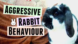 Why are pet birds aggressive? Aggressive Rabbit Behaviour Tips Faq Rosiebunneh Youtube