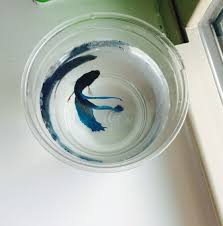 Tide Betta Betta Fish Fish