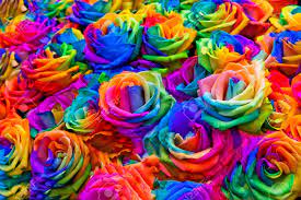 Rainbow floral seamless pattern with gradient. A Bouquet Of Rainbow Roses Floral Pattern Stock Photo Picture And Royalty Free Image Image 20259895
