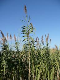 Image result for Arundo