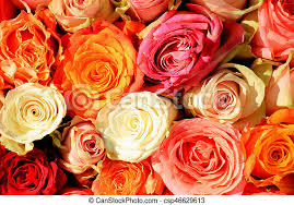 ** 17 piece package includes: Mixed Pink And Orange Bridal Bouquet Mixed Bridal Bouquet In Various Shades Of Orange And Pink Canstock